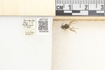 Media type: image;   Entomology 768596 Aspect: Labels